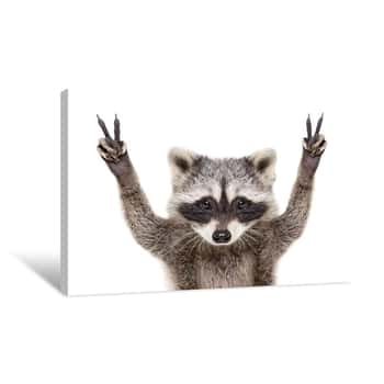 Image of Portrait Of A Funny Raccoon, Showing A Sign Peace, Isolated On White Background Canvas Print
