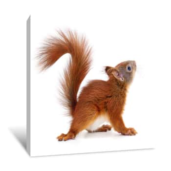 Image of Eurasian Red Squirrel    Canvas Print