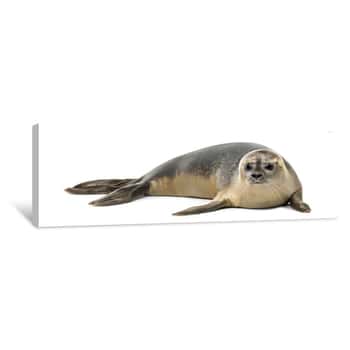 Image of Common Seal Lying, Phoca Vitulina, 8 Months Old, Isolated Canvas Print