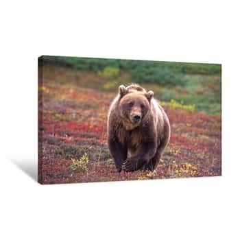Image of Grizzly Bear Canvas Print