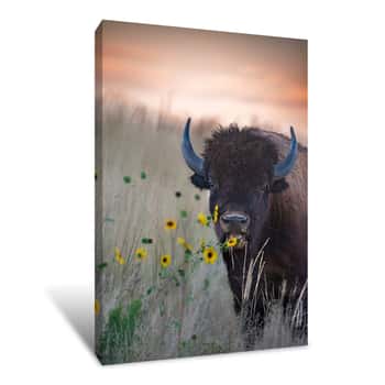 Image of Bison Canvas Print