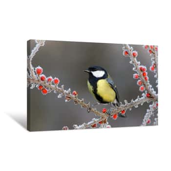Image of Finch Among The Frost Canvas Print