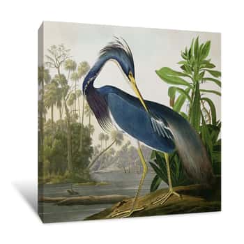 Image of Louisiana Heron Canvas Print