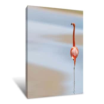 Image of Serene Flamingo Canvas Print