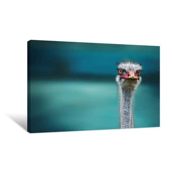 Image of Ostrich Gaze Canvas Print