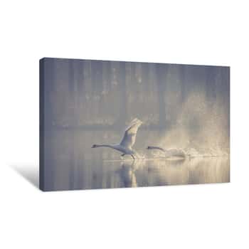 Image of Swans Ascent Off A Lake Canvas Print