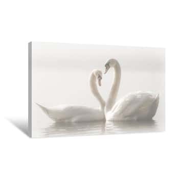 Image of Swan Heart Canvas Print