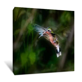 Image of Hummingbird Canvas Print