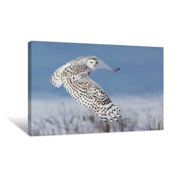 Image of Snow Owl Soaring Through The Air Canvas Print