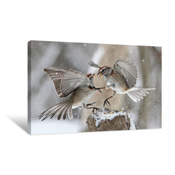Image of Fighting Sparrows Canvas Print