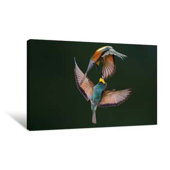 Image of Colorful Birds Encounter Canvas Print