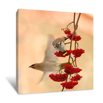 Image of Waxwings Canvas Print