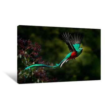 Image of Flying Resplendent Quetzal Canvas Print