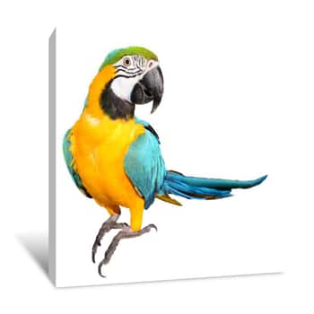Image of Blue And Gold Macaw Canvas Print