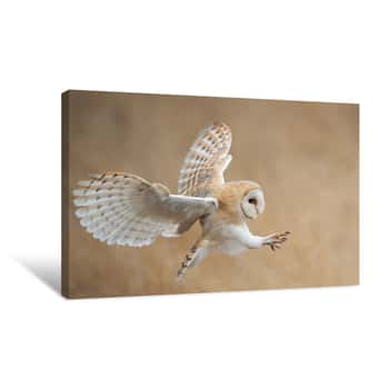 Image of Barn Owl In Flight Before Attack, Clean Background, Czech Republic Canvas Print