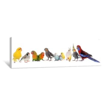 Image of Group Of Birds Canvas Print