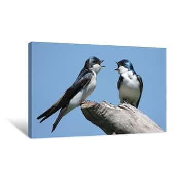 Image of Pair Of Tree Swallows On A Stump Canvas Print