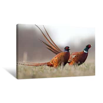 Image of Pheasant Canvas Print