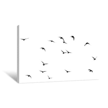 Image of Flock Of Pigeons On A White Background Canvas Print