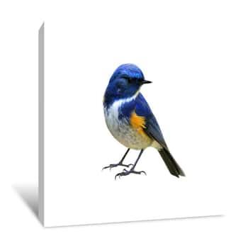Image of Himalayan Bluetail Or Red-flanked,Orange-flanked Bush-robin (Tarsiger Rufilatus) Lovely Blue Bird With Yellow Marking On Its Wings Isolated On White Background, Fascinated Nature Canvas Print