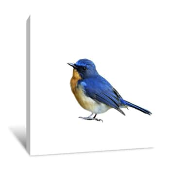 Image of Hill Blue Flycatcher (Cyornis Banyumas) Beautiful Tiny Blue Bird Fully Standing Isolated On White Background, Fascinated Nature Canvas Print