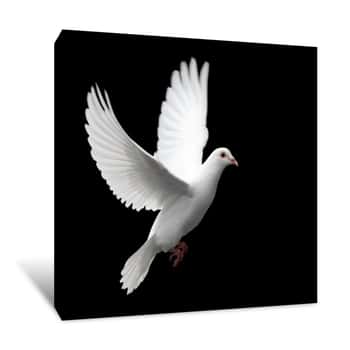 Image of White Dove In Flight 1 Canvas Print