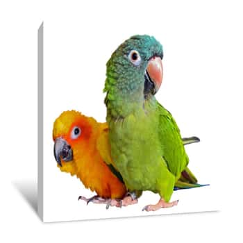 Image of Conure Parrots Canvas Print