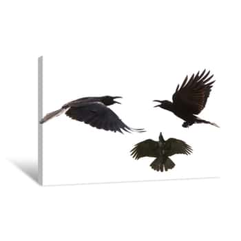 Image of Black Birds Crow Flying Mid Air Show Detail In Under Wing Feather Canvas Print