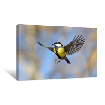 Image of Funny Flying Great Tit Canvas Print