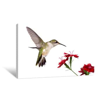 Image of Hummingbird And Three Dianthus Canvas Print