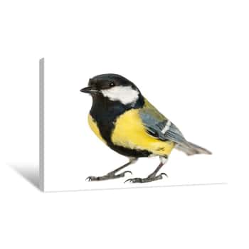 Image of Male Great Tit, Parus Major, Isolated On White Canvas Print