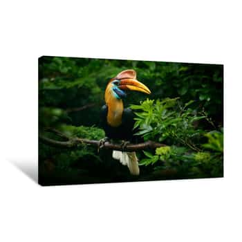 Image of Knobbed Hornbill, Rhyticeros Cassidix, From Sulawesi, Indonesia  Rare Exotic Bird Detail Eye Portrait  Big Red Eye  Beautiful Jungle Hornbill, Wildlife Scene From Asia Nature  Travelling In Indonesia Canvas Print