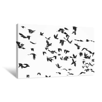 Image of Flock Of Birds Isolated On White Background And Texture, ( Rook And Jackdaw ) Canvas Print