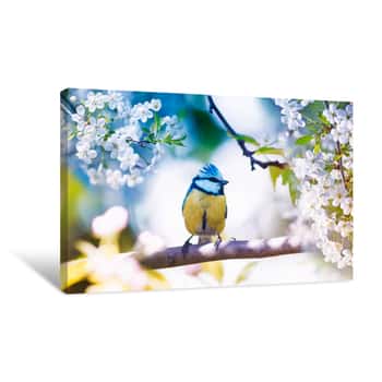 Image of Cute Little Bird Tit Sitting On A Branch Of Cherries With Delicate White Flowers In The Spring Fragrant May Garden Canvas Print