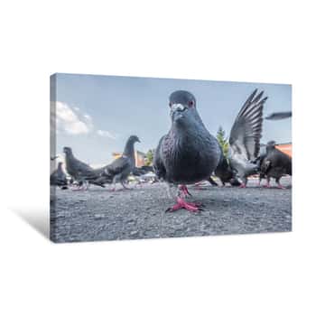 Image of Pigeons On The Street Are Photographed From The Ground Level Canvas Print