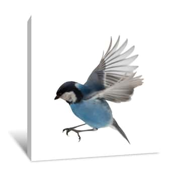 Image of Photo Of Isolated Blue Tit In Flight Canvas Print
