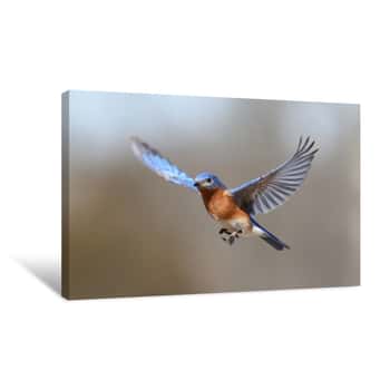 Image of Bluebird In Flight Canvas Print