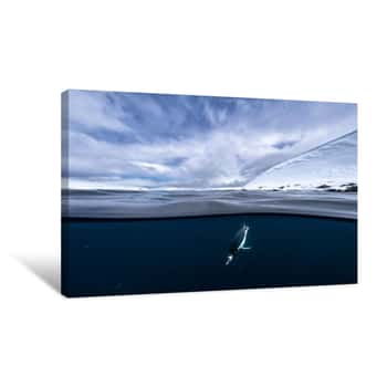 Image of Penguin Dive Canvas Print