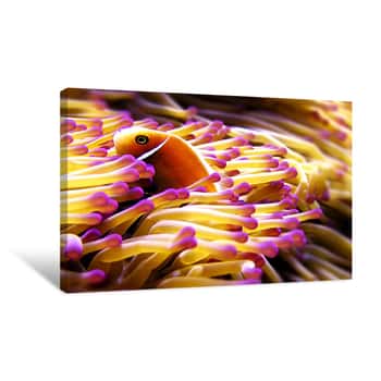 Image of Purple Reef Canvas Print