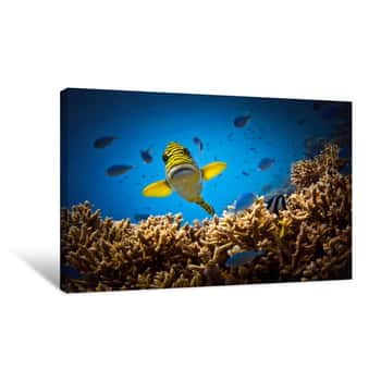 Image of A Pop of Yellow Fish Canvas Print