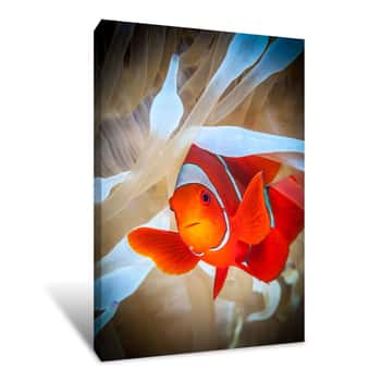 Image of Orange And White Clown Fish Canvas Print