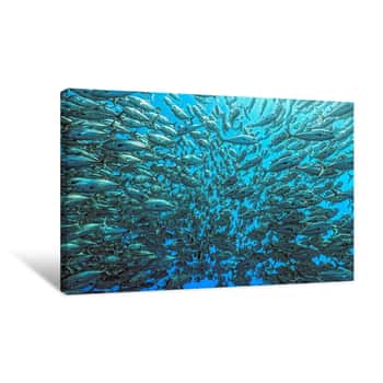 Image of School Of Fish Canvas Print
