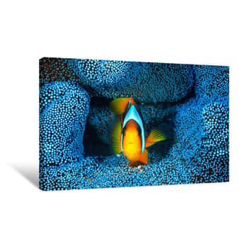 Image of Clown Fish In Blue Reef Canvas Print