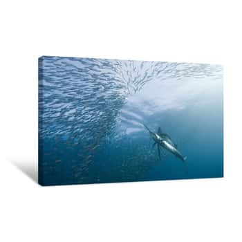 Image of Fish School Swimming Around Marlin Canvas Print