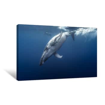 Image of Gorgeous Humpback Whale, Réunion Island - France Canvas Print