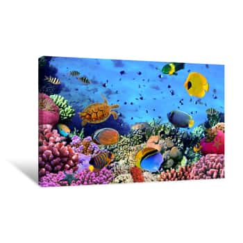Image of Photo Of A Coral Colony Canvas Print