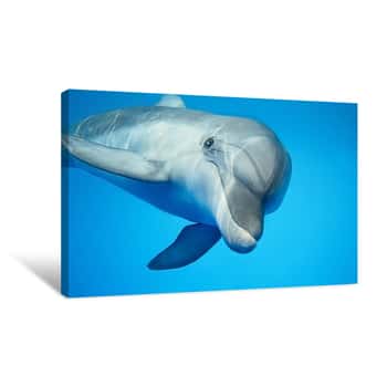 Image of Dolphin Under Water Canvas Print
