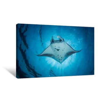 Image of A Manta Ray- Manta Alfredi - Swims Under The Sun Creating An Eclipse  Taken In Komodo National Park, Indonesia Canvas Print