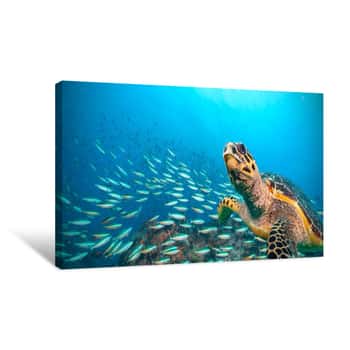 Image of Hawksbill Sea Turtle In Indian Ocean Canvas Print