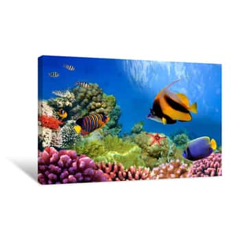 Image of Marine Life On The Coral Reef Canvas Print